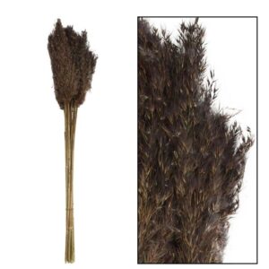 Ozdobna trawa trzcinowa czarna 75 cm
